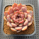 Echeveria Hybrid sp. 3" Flower Village Hybrid Succulent Plant Cutting