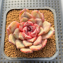 Echeveria Hybrid sp. 3" Flower Village Hybrid Succulent Plant Cutting