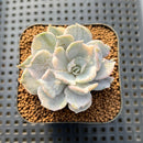 Echeveria Lilacina Variegated 2" Succulent Plant Cutting