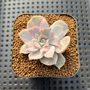 Echeveria Lilacina Variegated 2" Succulent Plant Cutting