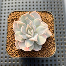Echeveria Lilacina Variegated 2" Succulent Plant Cutting