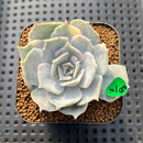 Echeveria Lilacina Variegated 2" Succulent Plant Cutting
