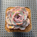 Echeveria 'Dark Opal' 2" Succulent Plant Cutting