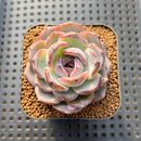 Echeveria 'Dark Opal' 2" Succulent Plant Cutting