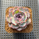 Echeveria 'Dark Opal' 2" Succulent Plant Cutting