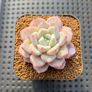 Echeveria 'Raffine' 1"-2" Succulent Plant Cutting