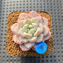 Echeveria 'Raffine' 1"-2" Succulent Plant Cutting