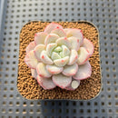 Echeveria 'Raffine' 1"-2" Succulent Plant Cutting