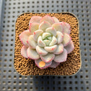 Echeveria 'Raffine' 1"-2" Succulent Plant Cutting