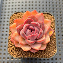 Echeveria 'Black Queen' x 'Encino' 2"-3" Flower Village Hybrid Succulent Plant Cutting