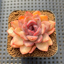 Echeveria 'Black Queen' x 'Encino' 2"-3" Flower Village Hybrid Succulent Plant Cutting