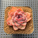 Echeveria 'Black Queen' x 'Encino' 2"-3" Flower Village Hybrid Succulent Plant Cutting
