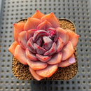 Echeveria 'Black Queen' x 'Encino' 2"-3" Flower Village Hybrid Succulent Plant Cutting