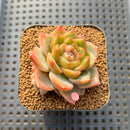 Echeveria 'Charmander' 2" Succulent Plant Cutting