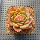 Echeveria 'Charmander' 2" Succulent Plant Cutting