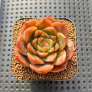 Echeveria 'Charmander' 2" Succulent Plant Cutting