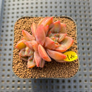 Echeveria 'Charmander' 2" Succulent Plant Cutting