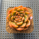 Echeveria 'Charmander' 2" Succulent Plant Cutting
