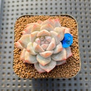 Echeveria 'Pink Dia' 2" Succulent Plant Cutting