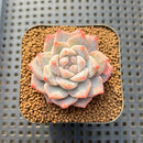 Echeveria 'Pink Dia' 2" Succulent Plant Cutting