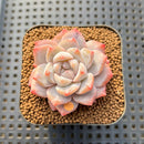Echeveria 'Pink Dia' 2" Succulent Plant Cutting