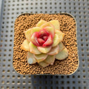 Echeveria 'Blood Maria' Hybrid Selected-Clone 2" Flower Village Hybrid Succulent Plant Cutting