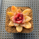 Echeveria 'Blood Maria' Hybrid Selected-Clone 2" Flower Village Hybrid Succulent Plant Cutting