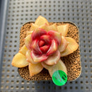 Echeveria 'Blood Maria' Hybrid Selected-Clone 2" Flower Village Hybrid Succulent Plant Cutting