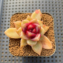 Echeveria 'Blood Maria' Hybrid Selected-Clone 2" Flower Village Hybrid Succulent Plant Cutting