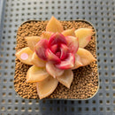 Echeveria 'Blood Maria' Hybrid Selected-Clone 2" Flower Village Hybrid Succulent Plant Cutting