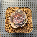 Echeveria Eurychlamys 1" Succulent Plant Cutting