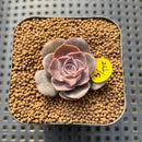 Echeveria Eurychlamys 1" Succulent Plant Cutting