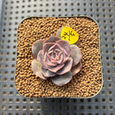 Echeveria Eurychlamys 1" Succulent Plant Cutting