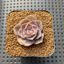 Echeveria Eurychlamys 1" Succulent Plant Cutting
