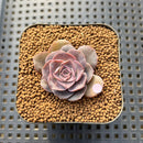 Echeveria Eurychlamys 1" Succulent Plant Cutting
