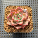 Echeveria 'Seosi' 1"-2" Succulent Plant Cutting