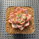 Echeveria 'Seosi' 1"-2" Succulent Plant Cutting