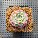 Echeveria 'Green Hill' 1" Succulent Plant Cutting