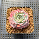Echeveria 'Green Hill' 1" Succulent Plant Cutting