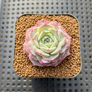 Echeveria 'Green Hill' 1" Succulent Plant Cutting