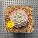 Echeveria 'Green Hill' 1" Succulent Plant Cutting