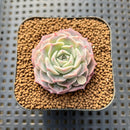 Echeveria 'Green Hill' 1" Succulent Plant Cutting