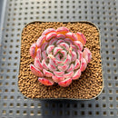 Echeveria 'Red Edge' 1"-2" Succulent Plant Cutting
