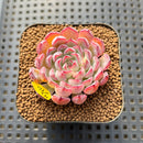 Echeveria 'Red Edge' 1"-2" Succulent Plant Cutting