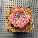 Echeveria 'Red Edge' 1"-2" Succulent Plant Cutting