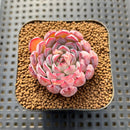 Echeveria 'Red Edge' 1"-2" Succulent Plant Cutting