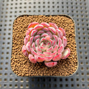 Echeveria 'Red Edge' 1"-2" Succulent Plant Cutting