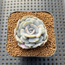 Echeveria 'Milk Purple' 1"-2" Succulent Plant Cutting