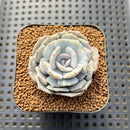 Echeveria 'Milk Purple' 1"-2" Succulent Plant Cutting