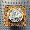 Echeveria 'Milk Purple' 1"-2" Succulent Plant Cutting
